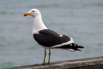 Goéland posé sur un rocher au bord de l'océan en Namibie
