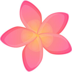 A Single Pink Plumeria Flower With Yellow Center Isolated On White Background With Gradient Petals