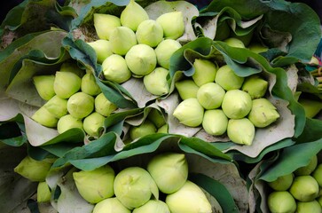 Exploring the Beauty of DSC5243: Lotus in Green Leaves - A Fresh Look at Organic Flora and Market Petals in Nature