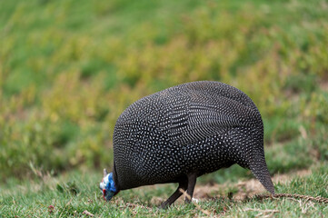 Pintade de Numidie dans un parc