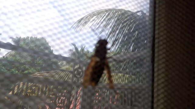 Bees swarming around the beehive. Swarm of flying insects. Bee venom. Wasp sting animated icon. Yellowjacket flying, moving wings. Entomology, insect.