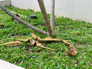 Fallen palm fronds and debris scattered on a lush green lawn around the base of a tree.