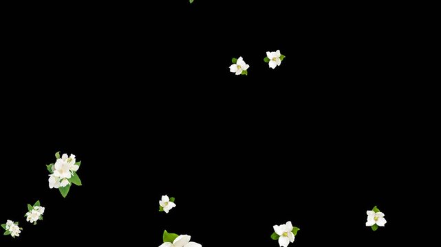 Falling white gardenia flowers alpha channel. Spring white flowers slowly falling in 3D rendering. Romantic and beautiful, perfect for advertising or wedding videos, stage atmosphere, visual effects.