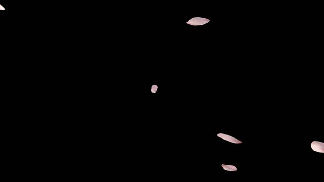 Pink rose petals falling in the wind with alpha channel. Soft peach blossom petals drifting in 3D rendering. Romantic and beautiful, perfect for advertising or wedding videos, stage atmosphere.