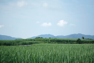 Fototapeta premium 徳之島の思い出の風景