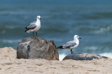Mouettes de Hartlaub 