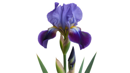 Single deep purple iris flower with green stem and leaves against a black background
