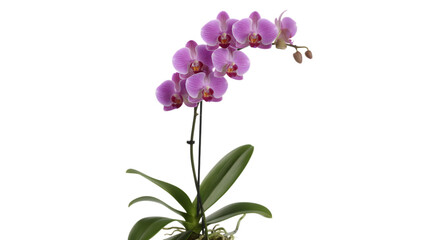 Delicate pink phalaenopsis orchid plant with green leaves against a black background