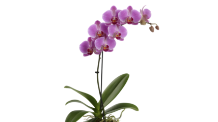 Delicate pink phalaenopsis orchid plant with green leaves against a black background