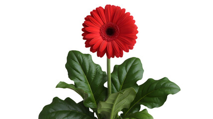 Vibrant red gerbera daisy with lush green leaves against a dark background