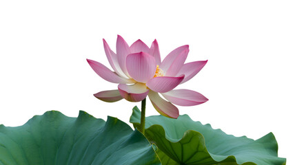 Delicate pink lotus flower blooms above large green leaves against a dark background