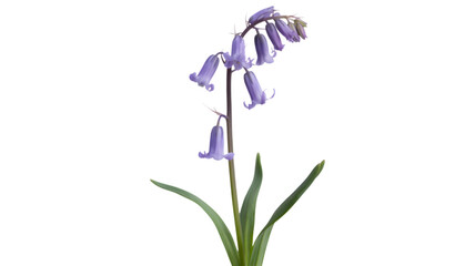 Delicate bluebell flower bloom against a stark black background