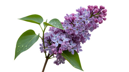 Delicate purple lilac blossoms with green leaves against a dark background