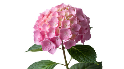 Delicate pink hydrangea blossom with green leaves against a dark background