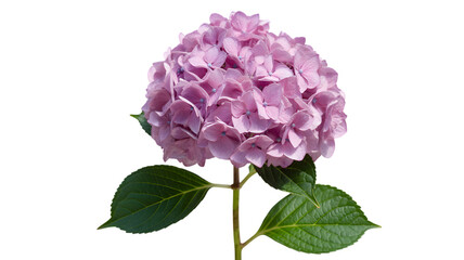 Single pink hydrangea blossom with green leaves against a black background