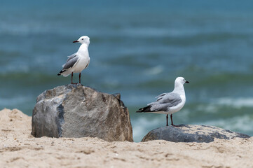 Mouettes de Hartlaub au bord de l'océan atlantique à Swakopmund en Namibie
