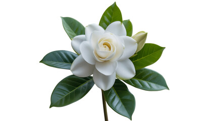 Elegant white gardenia flower with dark green leaves on black background