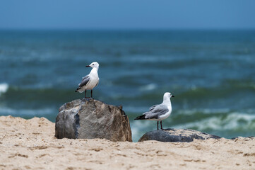 Mouettes de Hartlaub au bord de l'océan atlantique à Swakopmund en Namibie