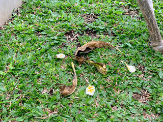 Fallen leaves and flowers scattered on a green lawn, creating a natural, organic scene.
