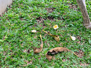 Fallen brown leaves and small white flowers scattered on a patch of green grass.