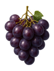 Fototapeta premium Bunch of plump, purple grapes with prominent vine tendrils.