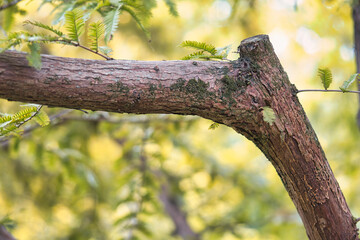 新芽のついた茶色い枝のクローズアップ