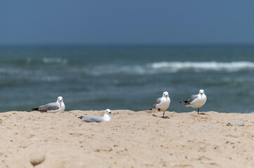 Mouettes de Hartlaub au bord de l'océan 