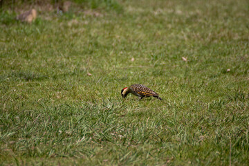 Ave comiendo en el campo
