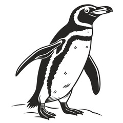 Fototapeta premium Humboldt penguin, a flightless bird vector art