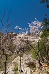Spring natural scenery of Laoshan Mountain in Qingdao, China