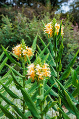 Hardy ginger lily flowers blooming beautifully in the garden.