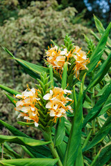Hardy ginger lily flowers blooming beautifully in the garden.