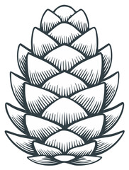 Obraz premium Stylized pine cone drawing isolated on white background