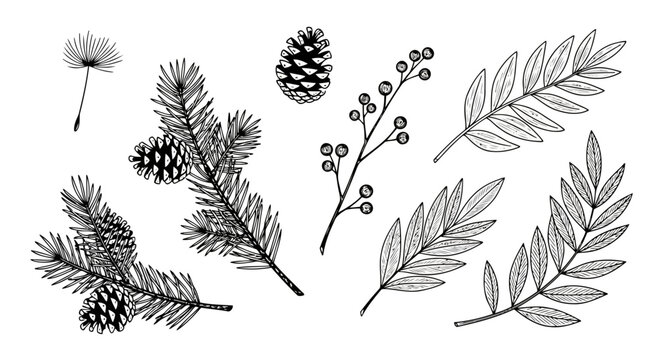 Vector art of collection of handdrawn botanical elements including pine branches with cones, berries, and leaves