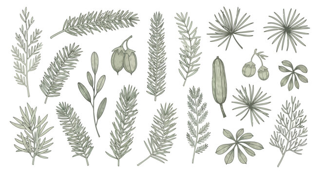 Vector art of collection of various green coniferous branches and leaves