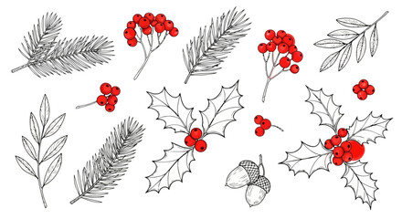 Vector art of handdrawn collection of winter foliage elements including pine branches, holly leaves with berries, and acorns