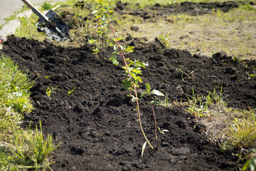 Planting trees in the park. Planting trees. Saplings in the ground.