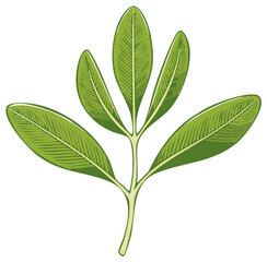 Isolated illustration of a green branch with elliptical leaves and detailed venation