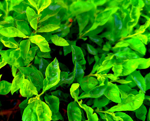 close up of green leaves