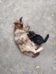 Stray kittens are sitting in a group cuddling together.