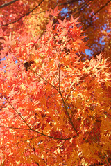 オレンジ色の紅葉 秋の風景 縦サイズ