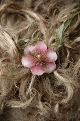 Pink Flower Among Beige Fibers