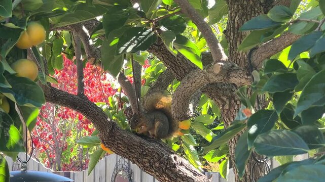 4K HD video of a common ground squirrel in a Persimmon Tree eating fruit, then scampers up the tree for more.