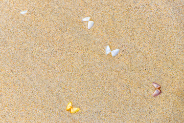 Thailand beach sand with colorful mussels shells and water texture.