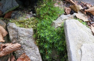 Obraz premium Close-up view of vibrant green haircap moss growing between weathered grey stones and dried autumn leaves near Hickory Run State Park, Albrightsville, Pennsylvania, U.S.A