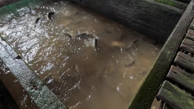 Mekong, Delta, Vietnam, fish, feeding, Chitala, ornate, Featherback, aquaculture, farm, raft, wooden, water, dark, splash, thrashing, swarm, school, tourism, travel, experience, high, angle, action, h