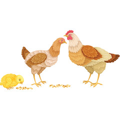 A Tender Family Scene of Two Chickens and a Cute Yellow Chick Pecking at Grains on a Clear White Background