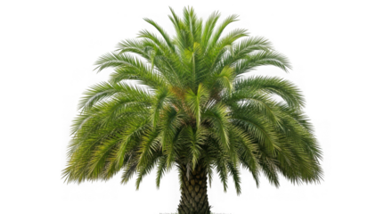 Palm tree with green leaves isolated on transparent background