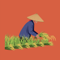 Asian farmer harvesting rice in field.