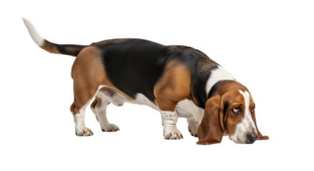 Basset hound dog sniffing the ground isolated on transparent background